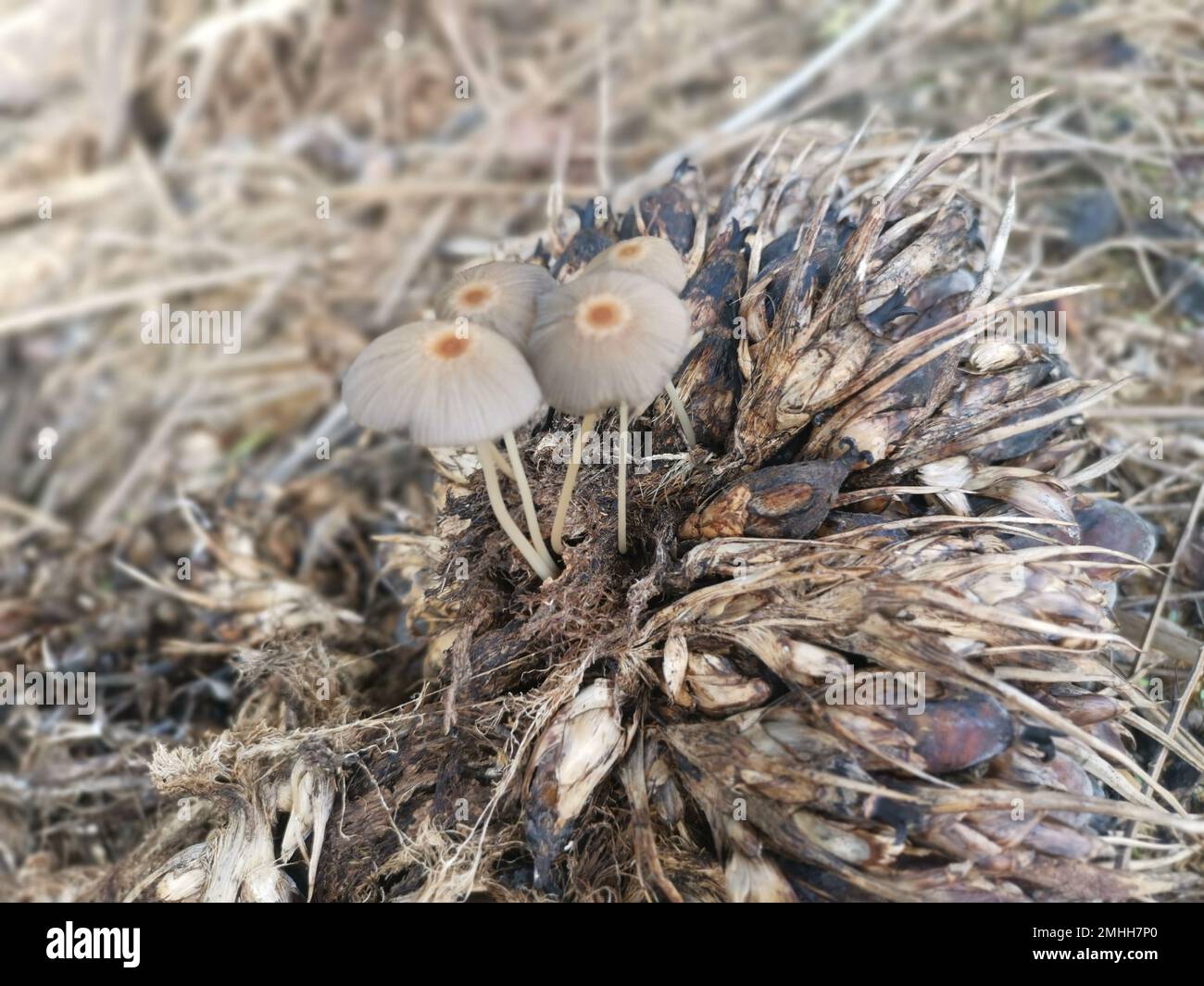 psathyrellaceae mushrooms sprouting out from the cluster of oil palm fruit Stock Photo