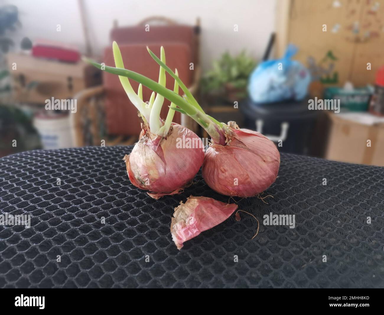 onion sprouting out with young leafy shoot. Stock Photo