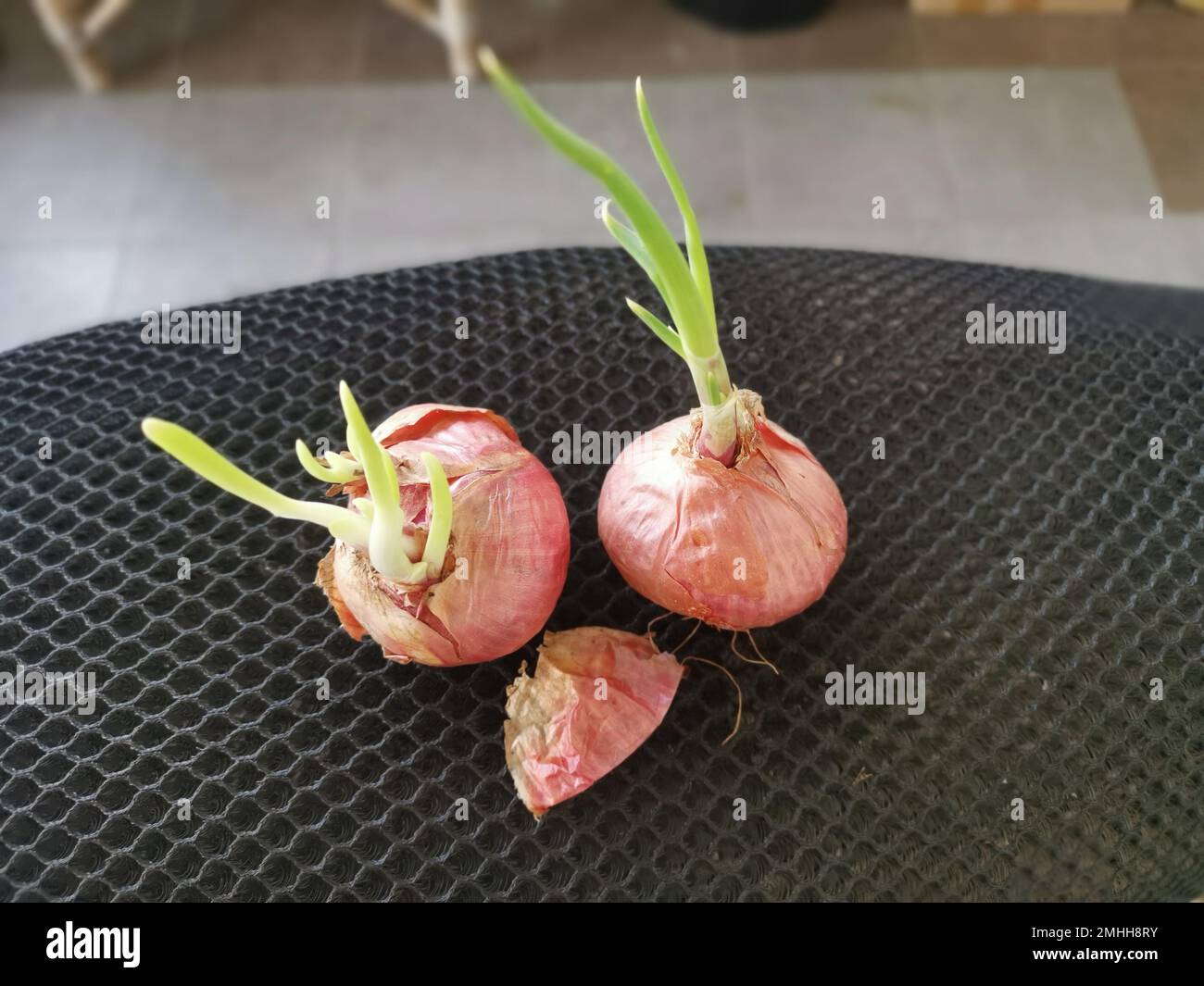 onion sprouting out with young leafy shoot. Stock Photo