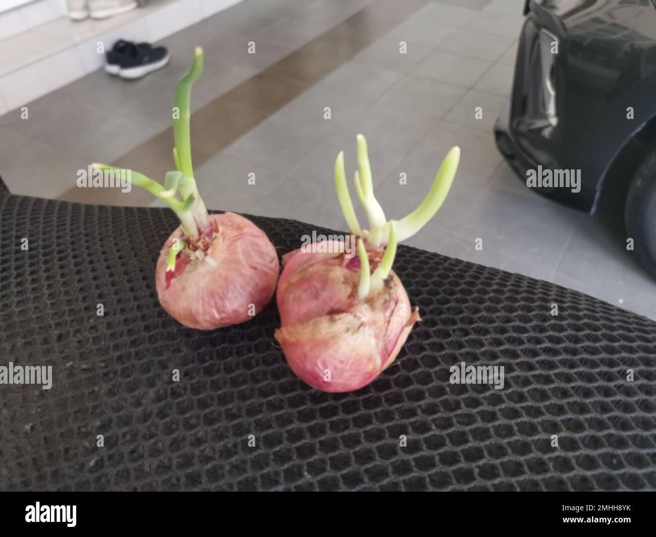 onion sprouting out with young leafy shoot. Stock Photo