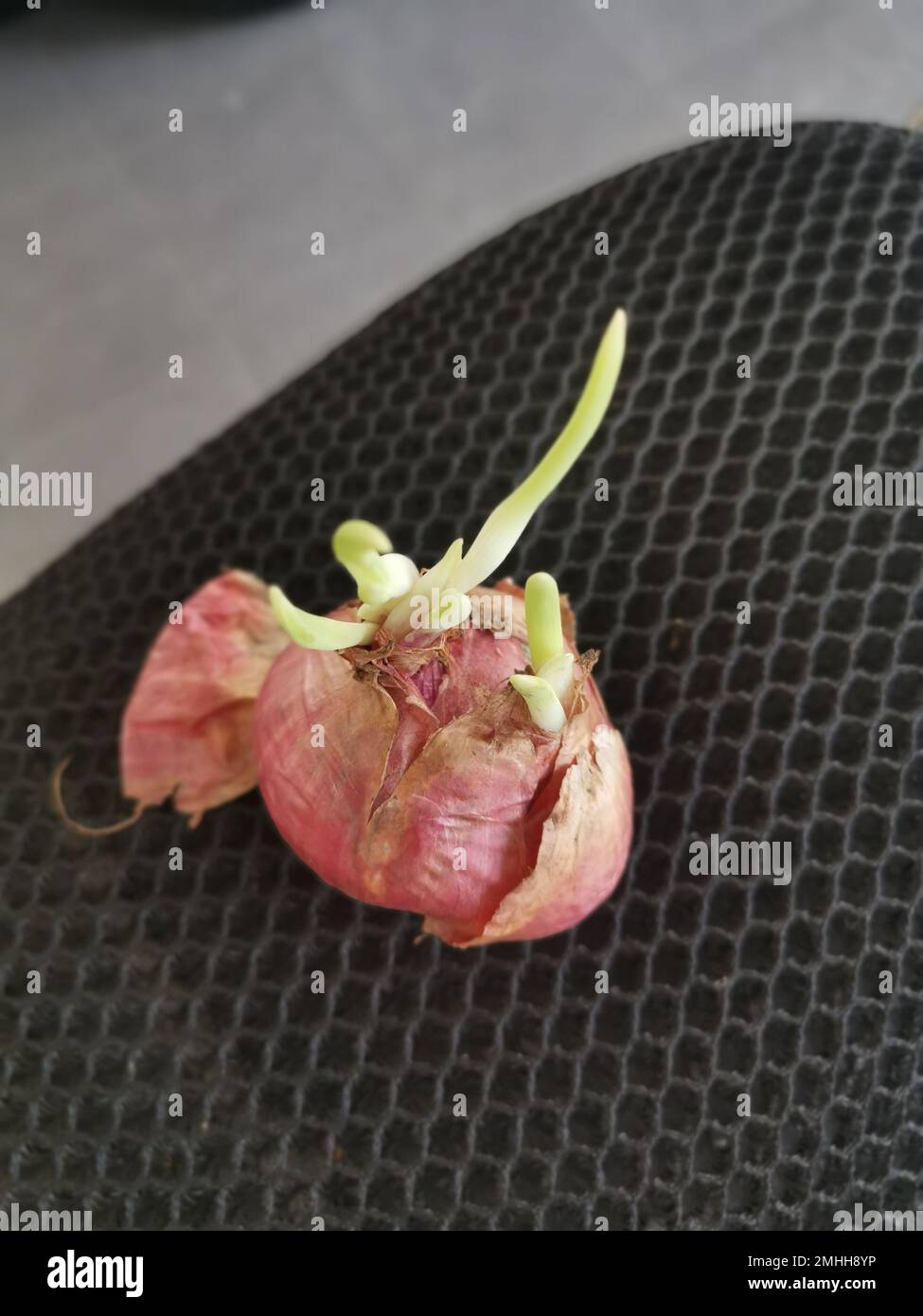 onion sprouting out with young leafy shoot. Stock Photo
