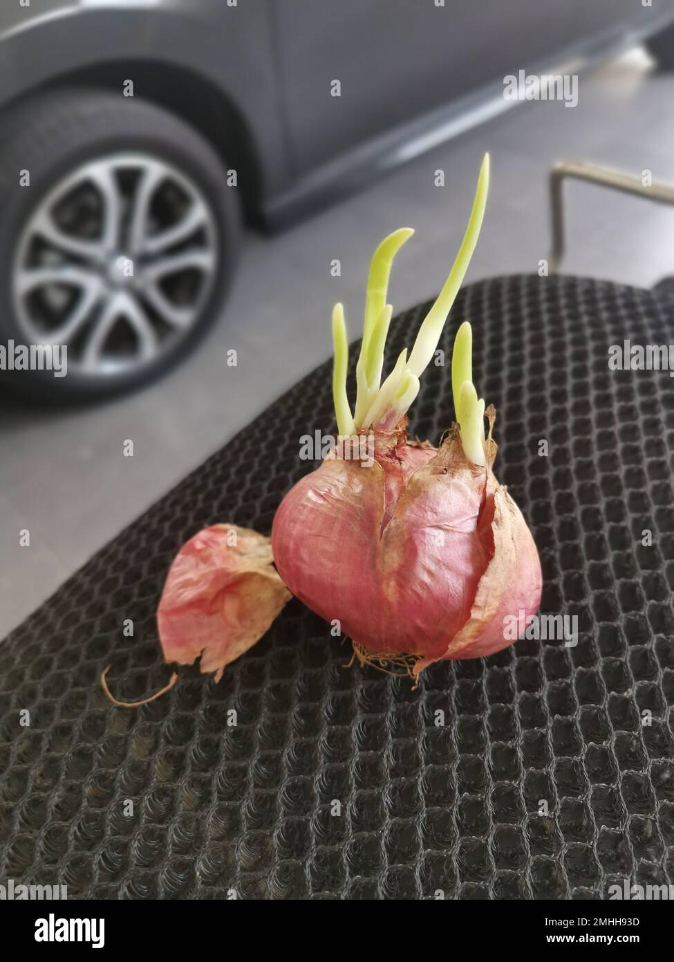 onion sprouting out with young leafy shoot Stock Photo Alamy