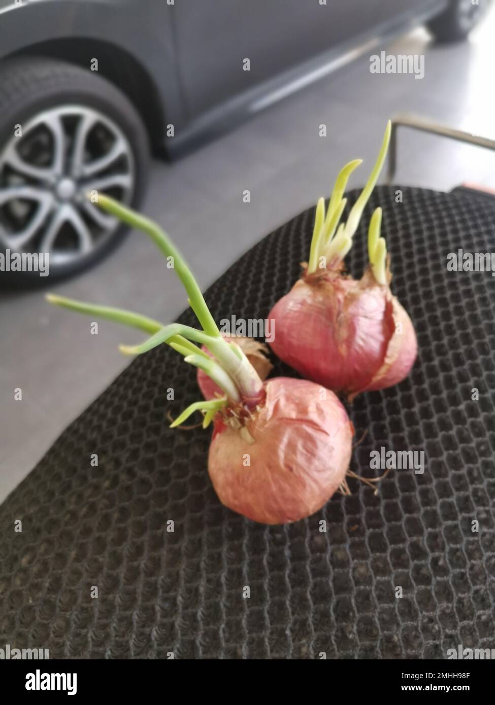 onion sprouting out with young leafy shoot. Stock Photo