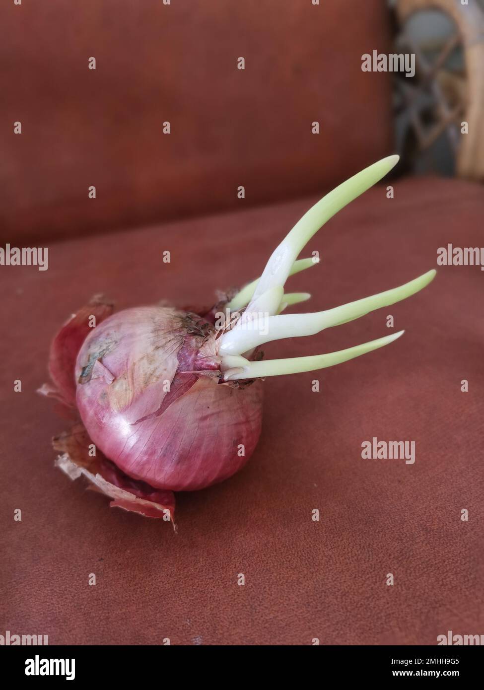 onion sprouting out with young leafy shoot. Stock Photo