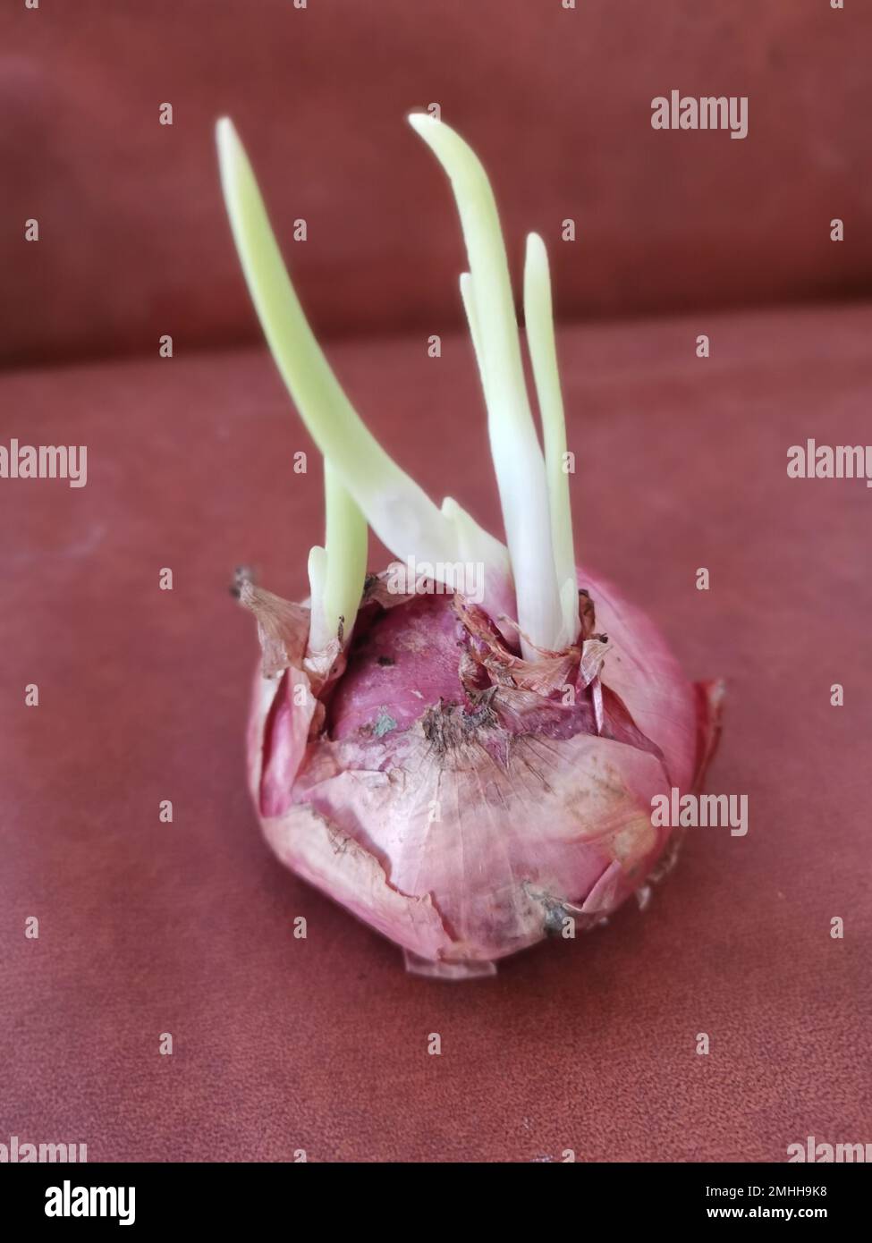 onion sprouting out with young leafy shoot. Stock Photo