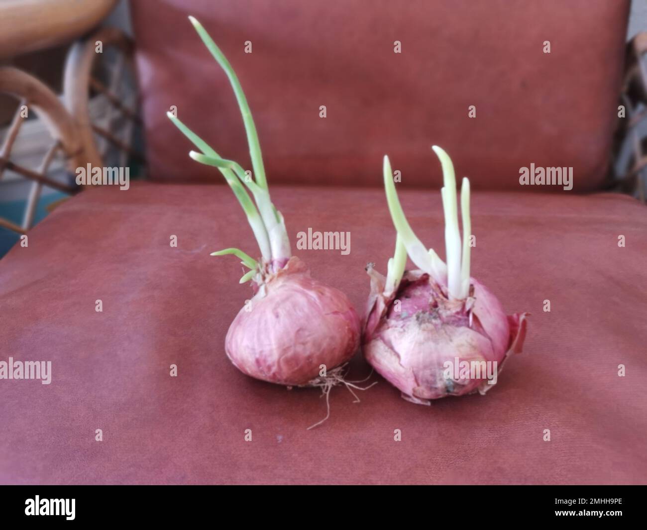 onion sprouting out with young leafy shoot. Stock Photo