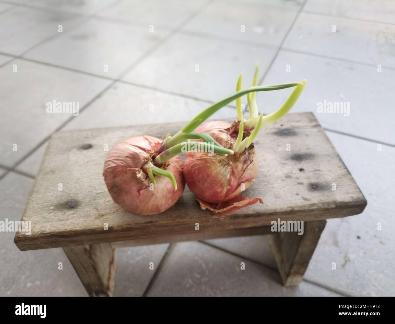 onion sprouting out with young leafy shoot. Stock Photo