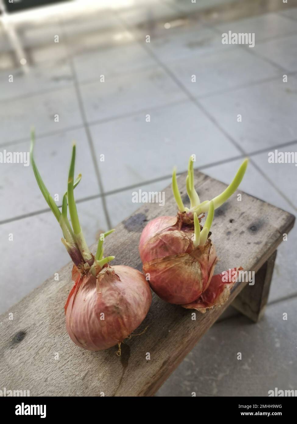 onion sprouting out with young leafy shoot Stock Photo Alamy
