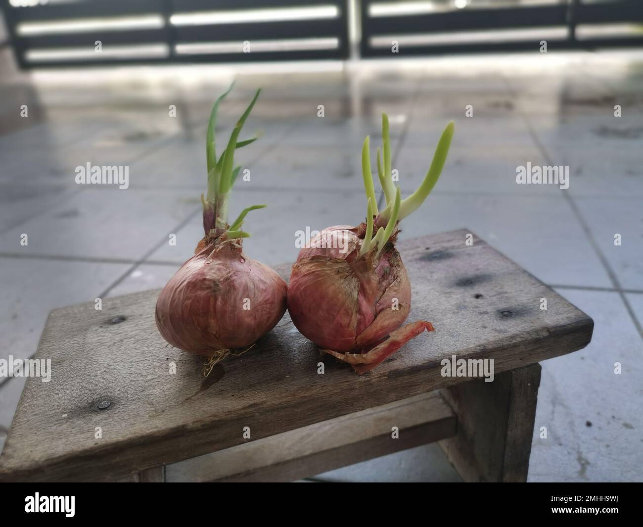 onion sprouting out with young leafy shoot. Stock Photo