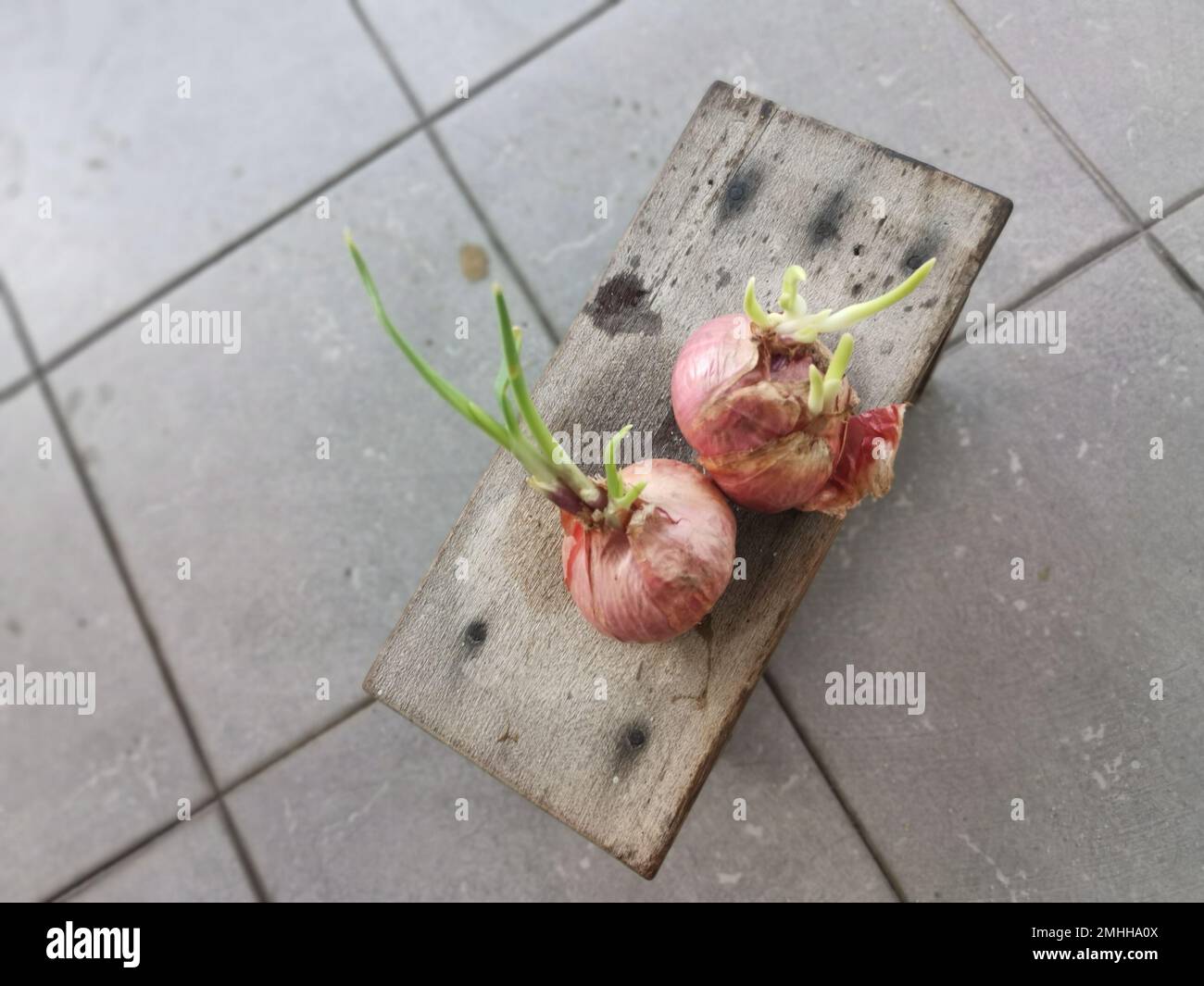 onion sprouting out with young leafy shoot. Stock Photo