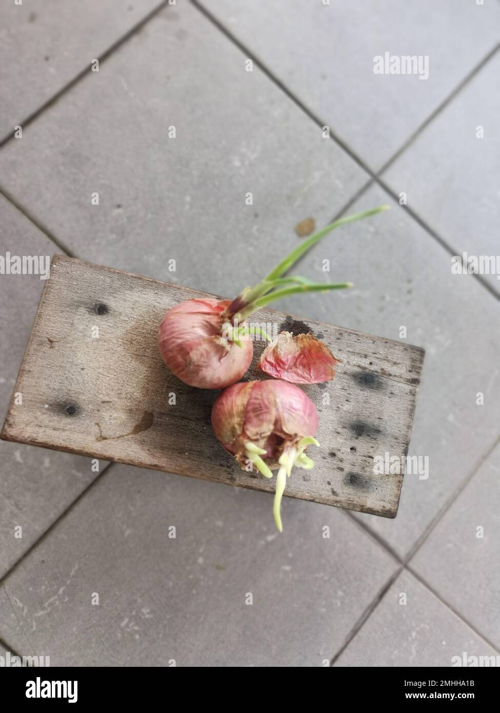 onion sprouting out with young leafy shoot. Stock Photo