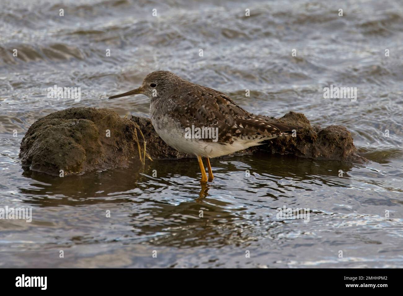 Lesser Yellowlegs, (Tringa flavipes), adult moulting into breeding plumage, Tierra del Fuego, Patagonia, Argentina. Stock Photo