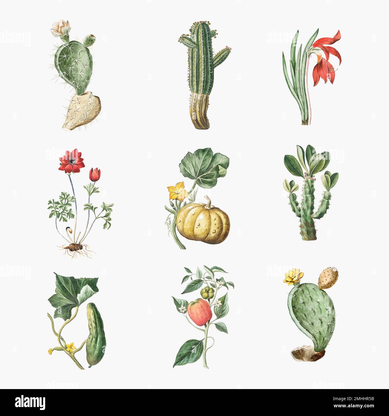 Vector set of flowers and cactus Stock Vector