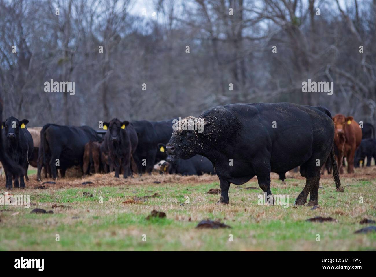 A large Angus bull with his head covered in hay bellows to his cows as