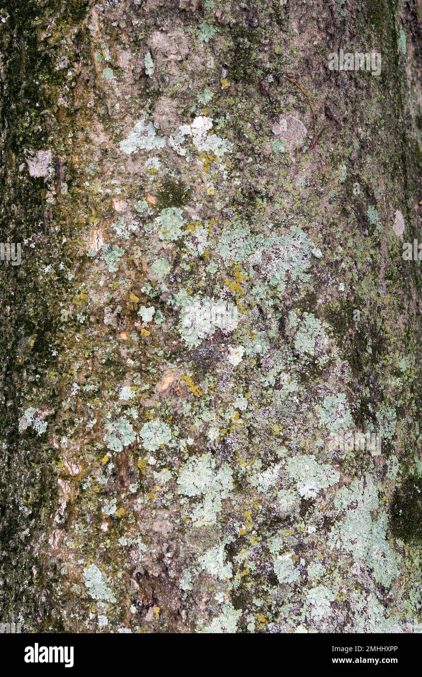 Fungus-covered tree trunk natural background. Stock Photo