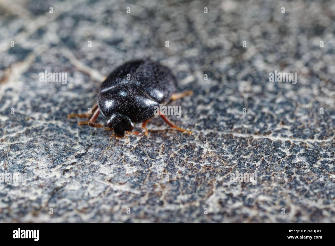Carpet beetle (Attagenus schaefferi) Stock Photo