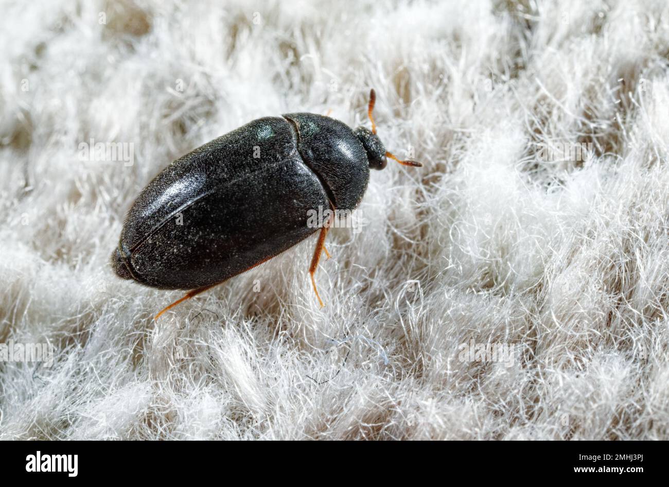 Carpet beetle (Attagenus schaefferi) Stock Photo