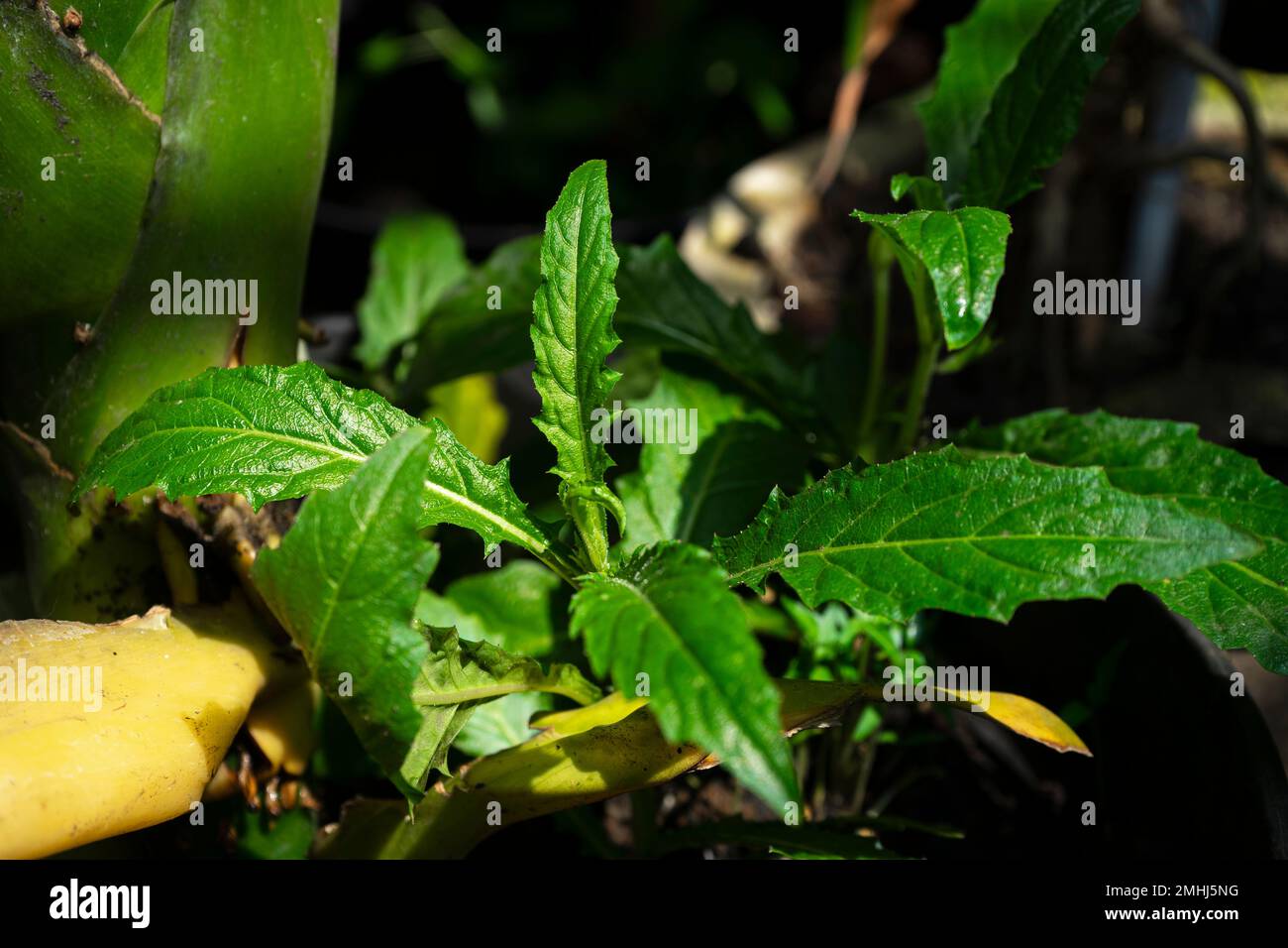 The Kitolod plant scientific name is Isotoma longiflora on home garden Stock Photo