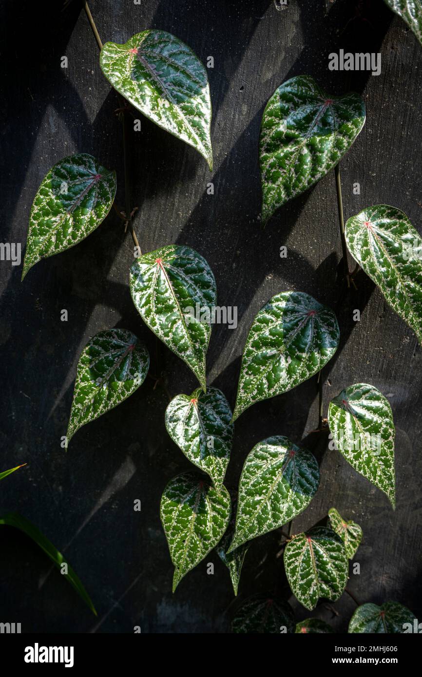 Celebes Pepper Grow Leave Called Sirih Merah In Indonesia Herbal 