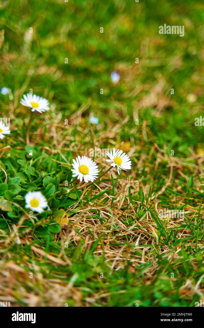 Camomile flowers bloomed on the green lawn Stock Photo - Alamy