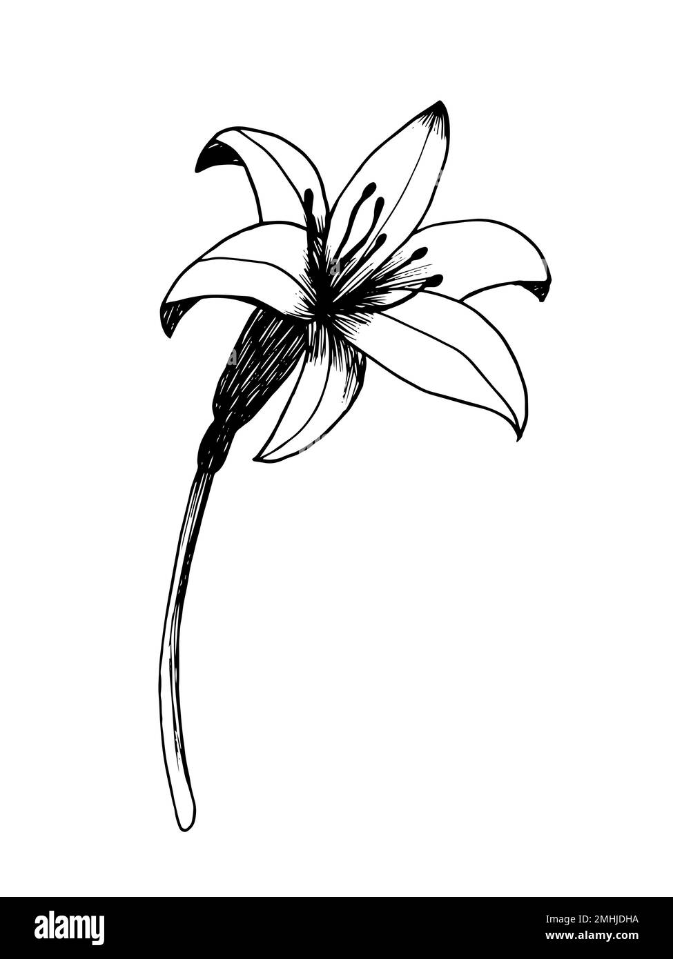 Hand drawn vector day lily sketch Stock Vector Image & Art - Alamy