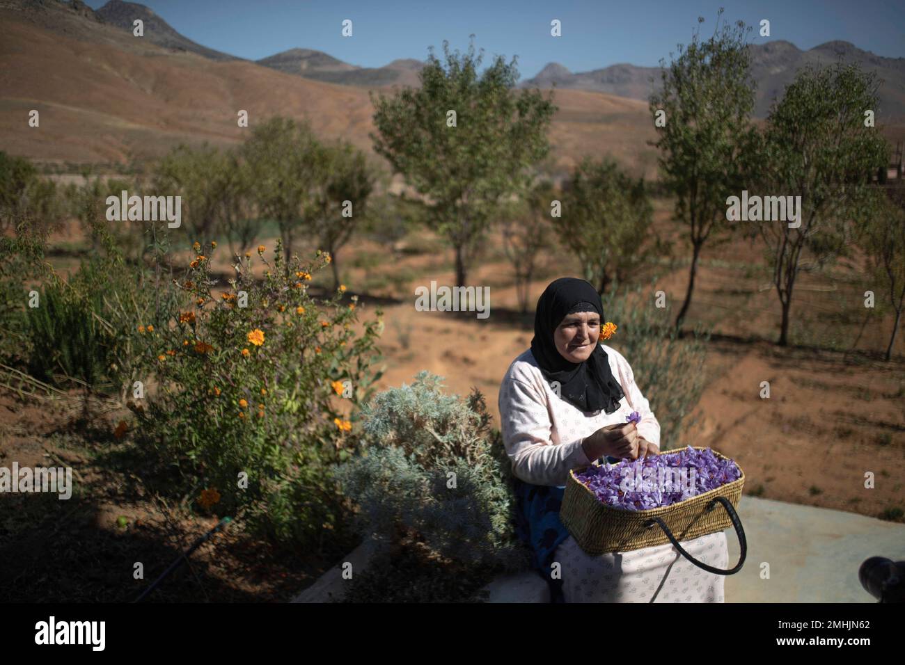 In this Tuesday, Nov. 5, 2019 photo, Fatima Aït Tahadousht, 50, displays a basket of freshly collected Saffron flowers during harvest season in Askaoun, a small village near Taliouine, in Morocco's Middle Atlas Mountains. The saffron plants bloom for only two weeks a year and the flowers, each containing three crimson stigmas, become useless if they blossom, putting pressure on the women to work quickly and steadily. (AP Photo/Mosa'ab Elshamy) Stock Photo