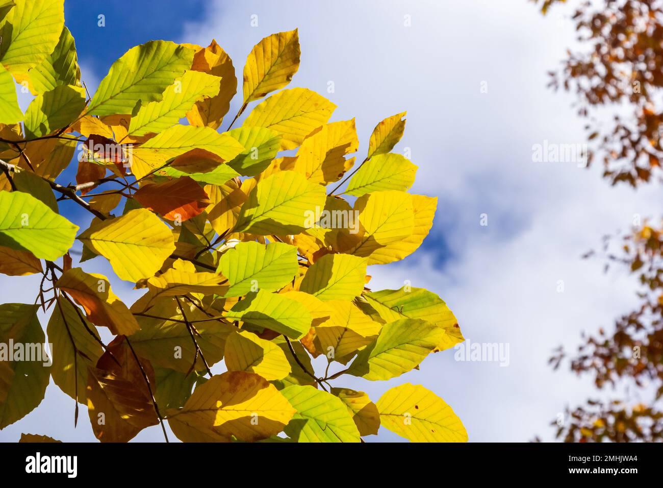 multicolored beech leaves on the branch in autumn against a blue sky in a sunny day. Stock Photo