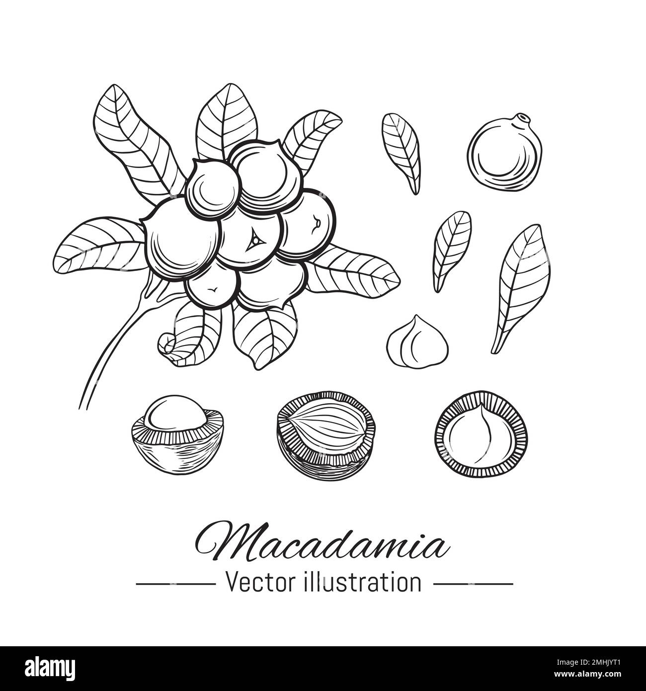 Macadamia hand drawn collection. Plant and nuts on white background