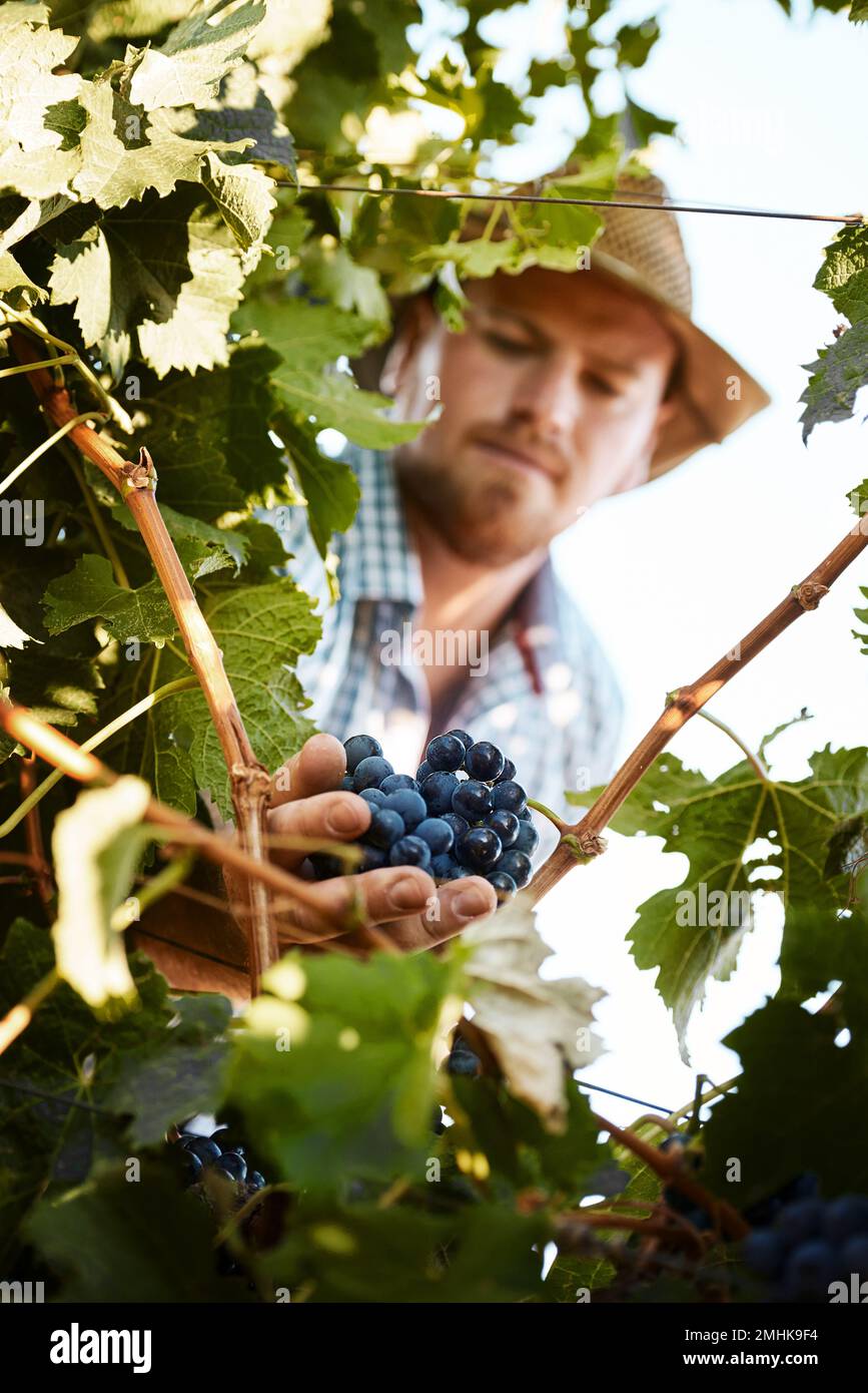 Grape Crop Ripe This crop looks ripe for picking. a farmer harvesting grapes Stock ...