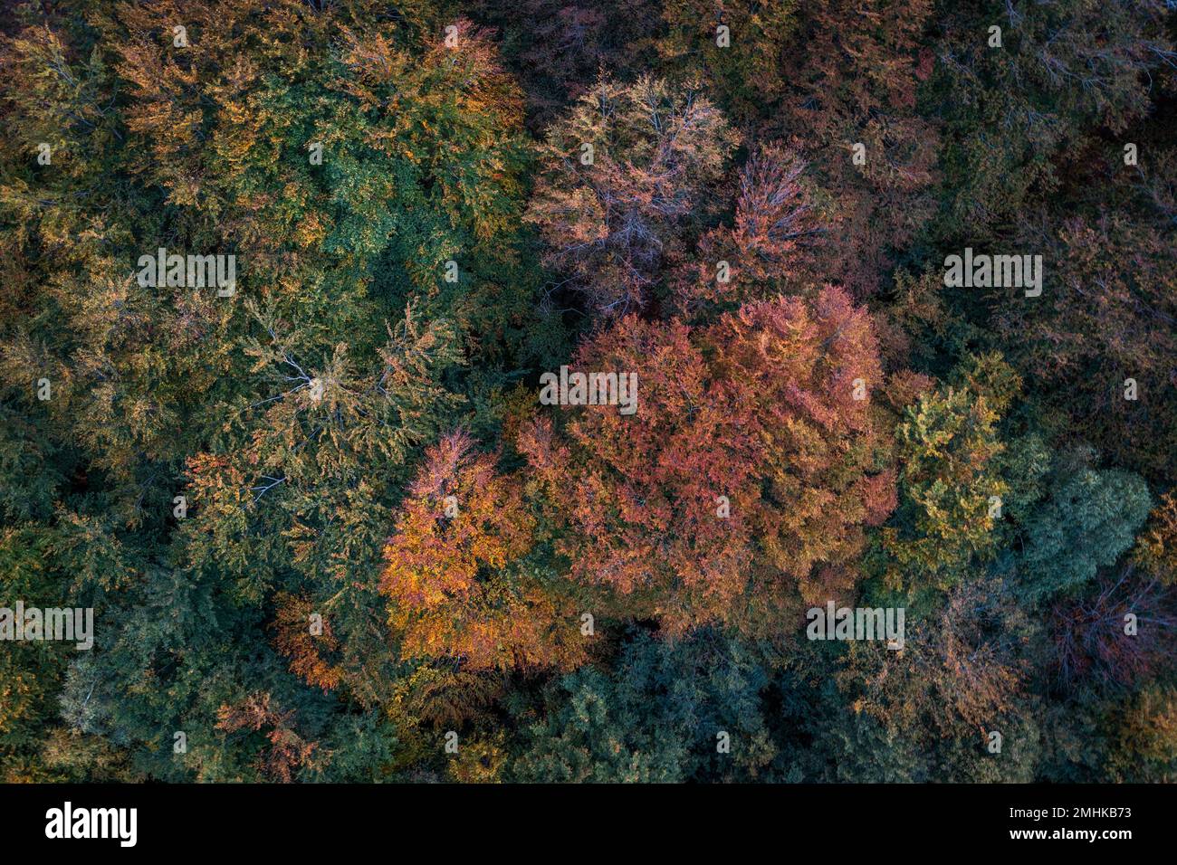 Tree trees wood topview hi-res stock photography and images - Alamy