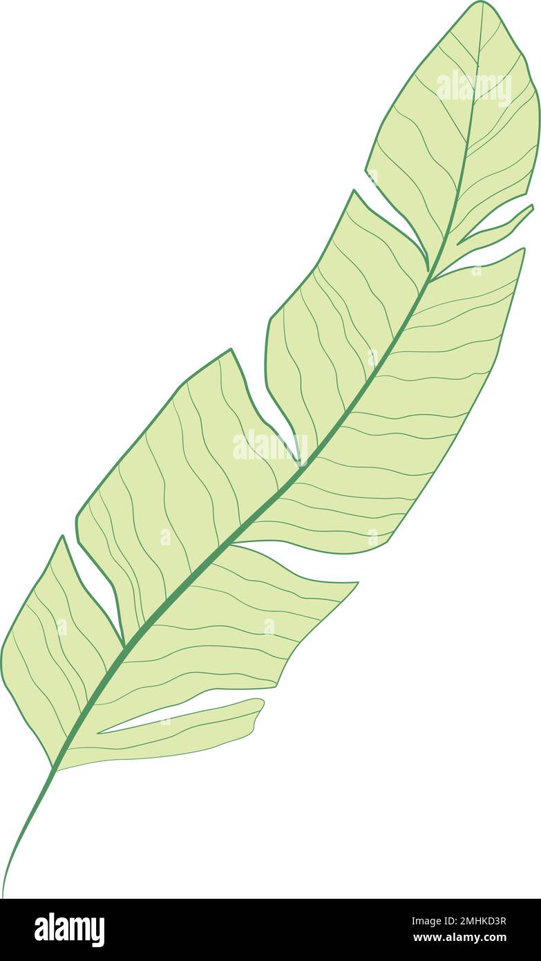 Isolated colored summer leaf sketch icon Vector illustration Stock ...