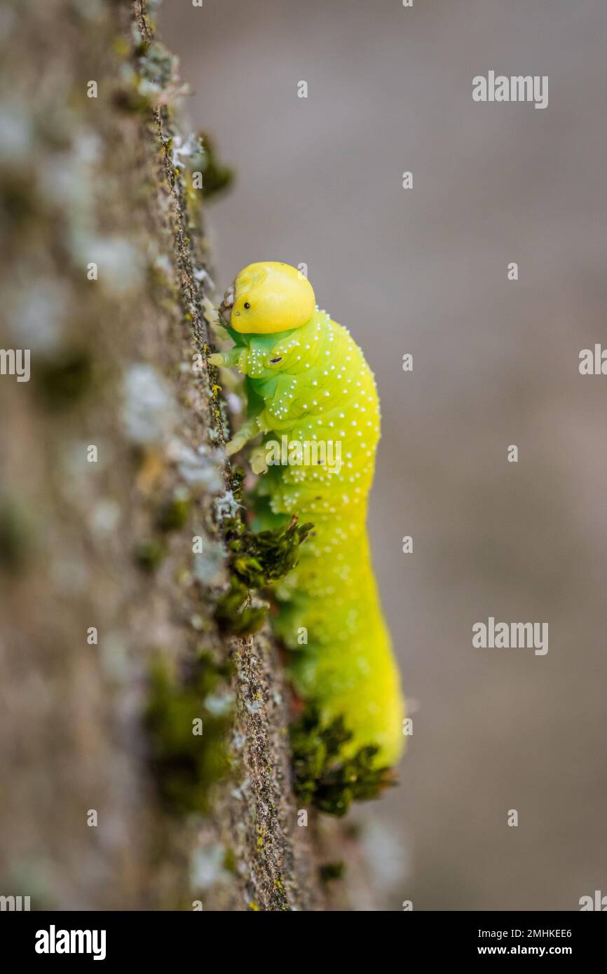 Tree Larvae Green caterpillar larva of a large birch leaf wasp sawfly Cimbex ...