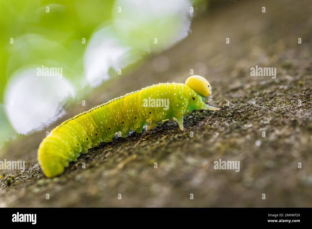 Green caterpillar larva of a large birch leaf wasp sawfly Cimbex