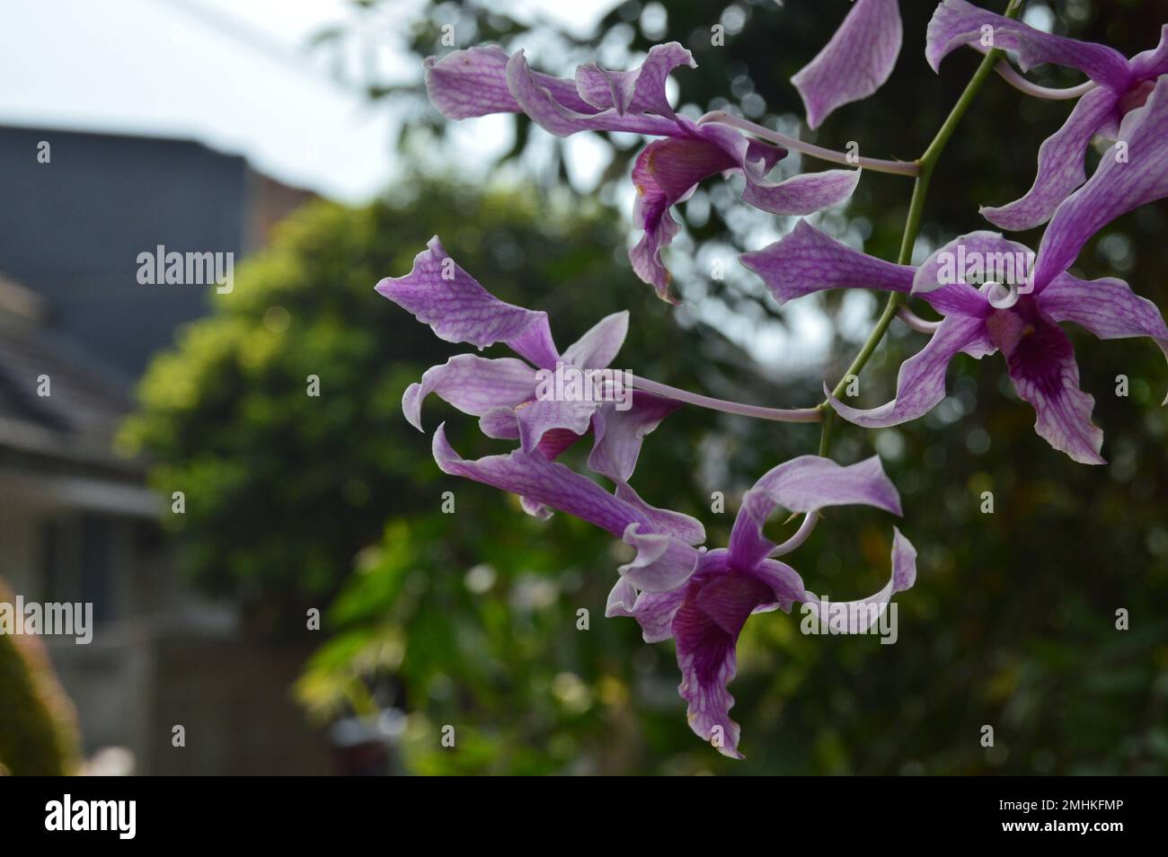Dendrobium superbiens. Dendrobium orchid ornamental plants in the garden area. Stock Photo