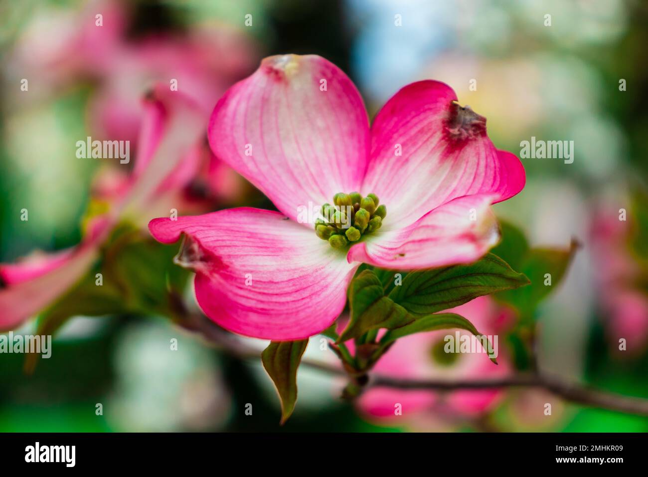 Dogwood flowers in spring. Beautiful white Dogwood blossoms up close. Delicate natural beauty outdoors. Decorative flower bush in springtime. Stock Photo