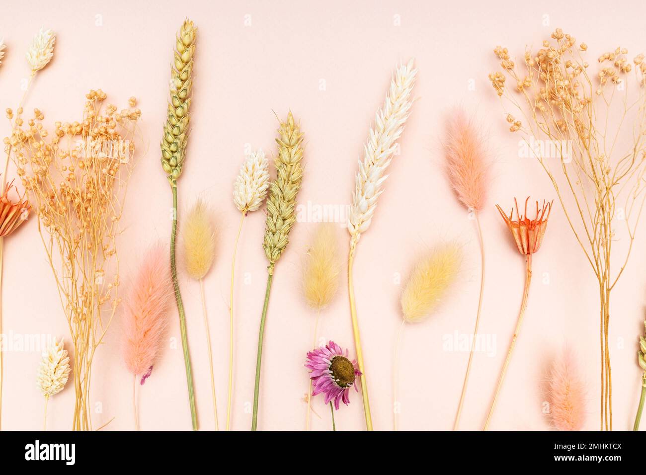 Dried Plants on Pink Pastel Background Close Up Stock Image - Image of  color, bundle: 267643607