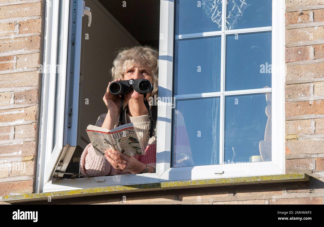Brighton UK 27th January 2023 - A  Brighton resident watches from her kitchen window as she takes part in this years RSPB Big Garden Birdwatch this weekend from Friday 27th January to Sunday 29th January . Every year the RSPB's Big Garden Birdwatch helps monitor how birds are faring: Credit Simon Dack / Alamy Live News Stock Photo
