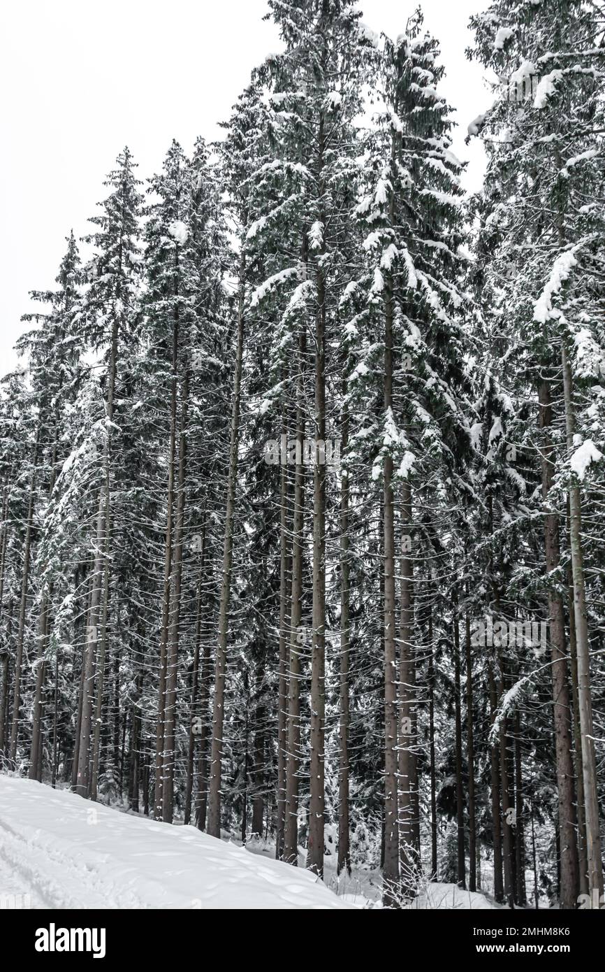 Mountain forest Stock Photo