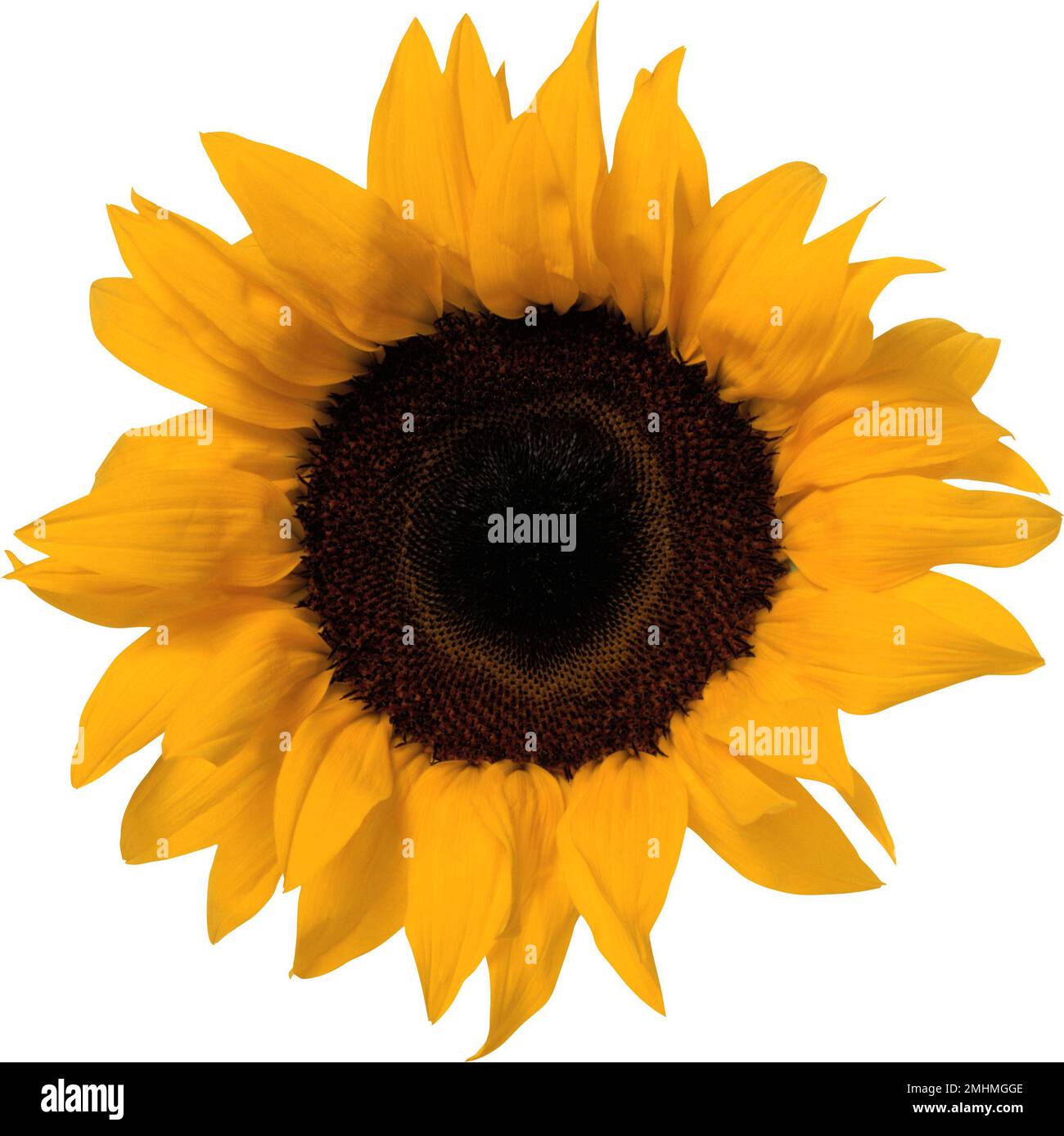 sun flower isolated on white background Stock Photo - Alamy