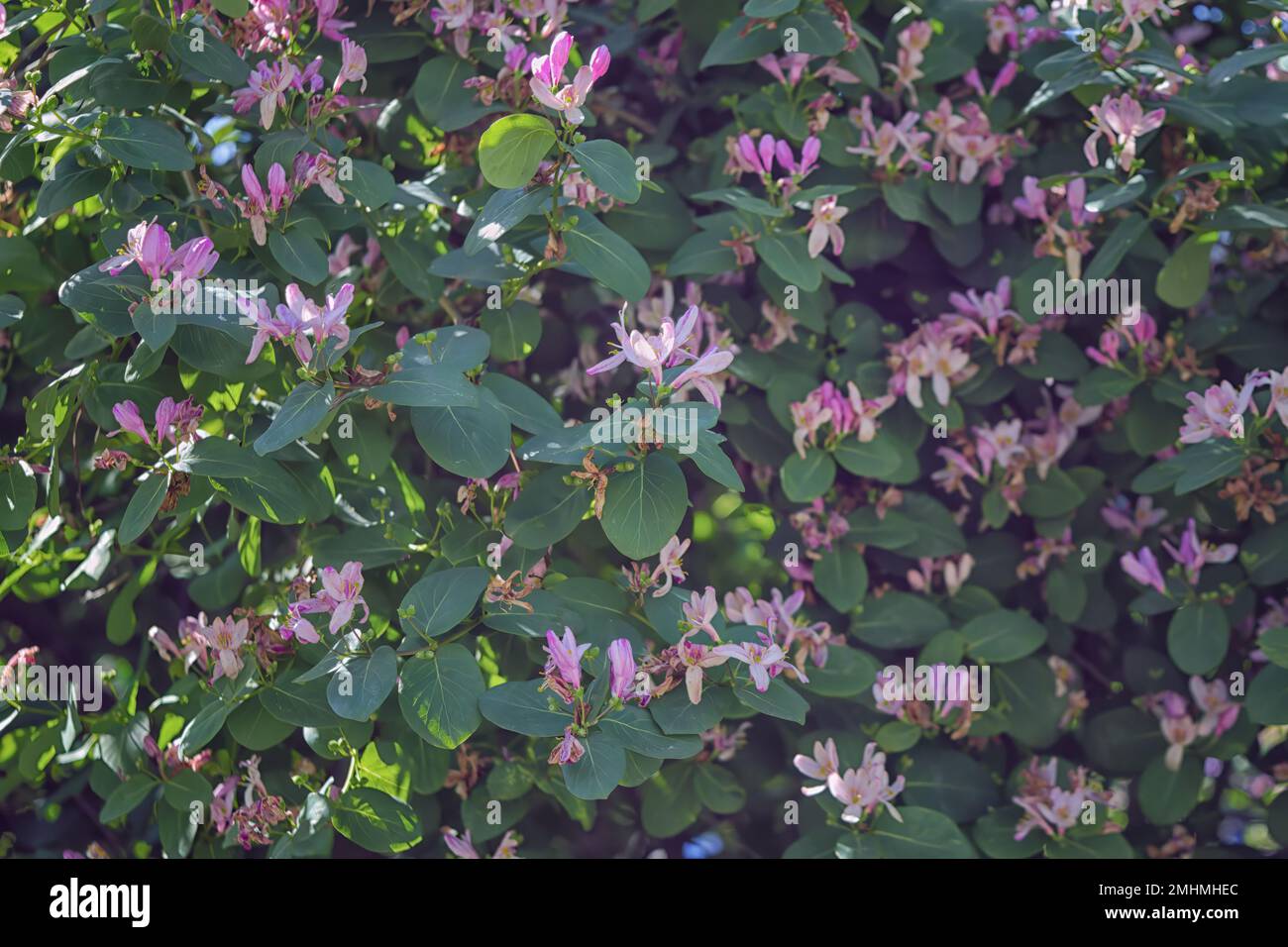 Wild blooming bush of Tatarian Honeysuckle Lonicera tatarica with pink flowers. Nature background. Stock Photo