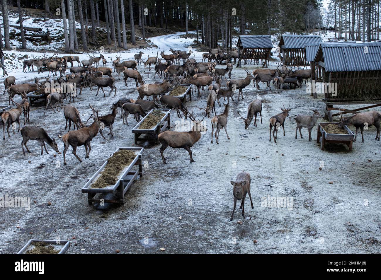 Deers feeding in Styria, Austria. Stock Photo