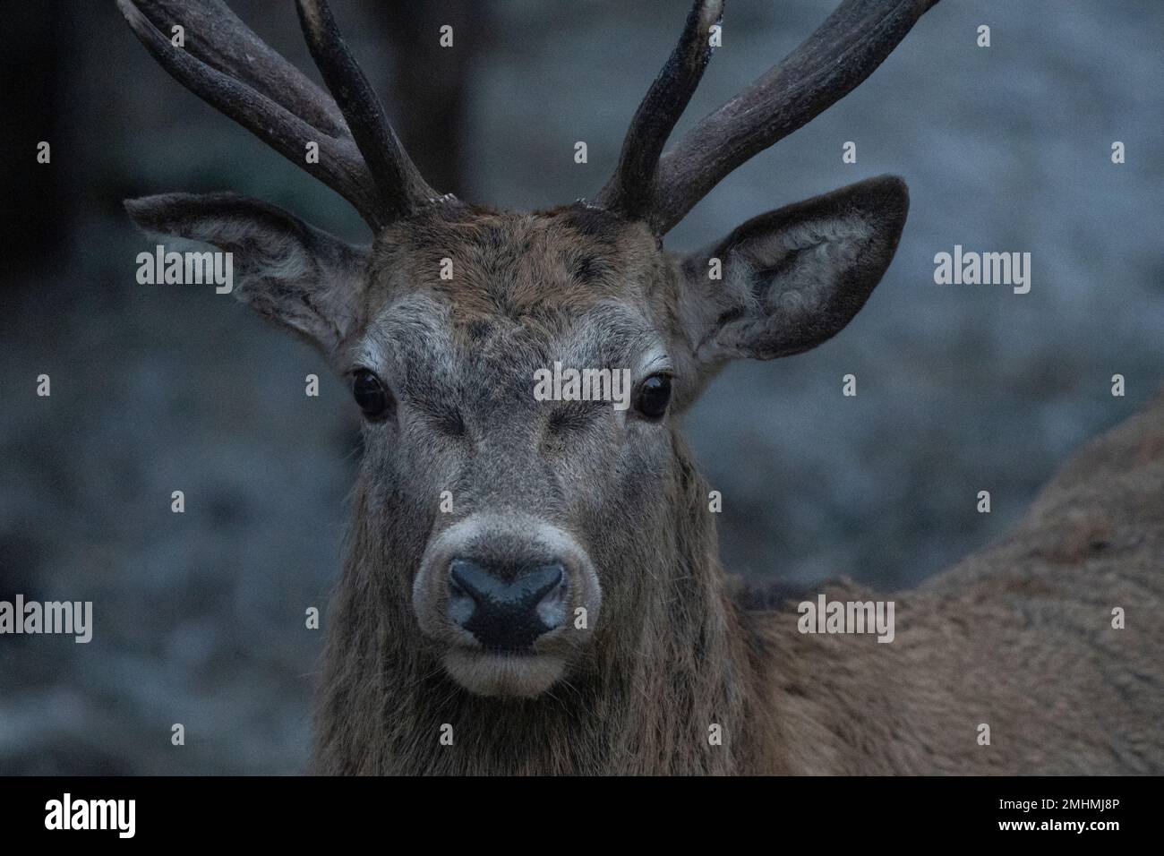 Deers feeding in Styria, Austria. Stock Photo