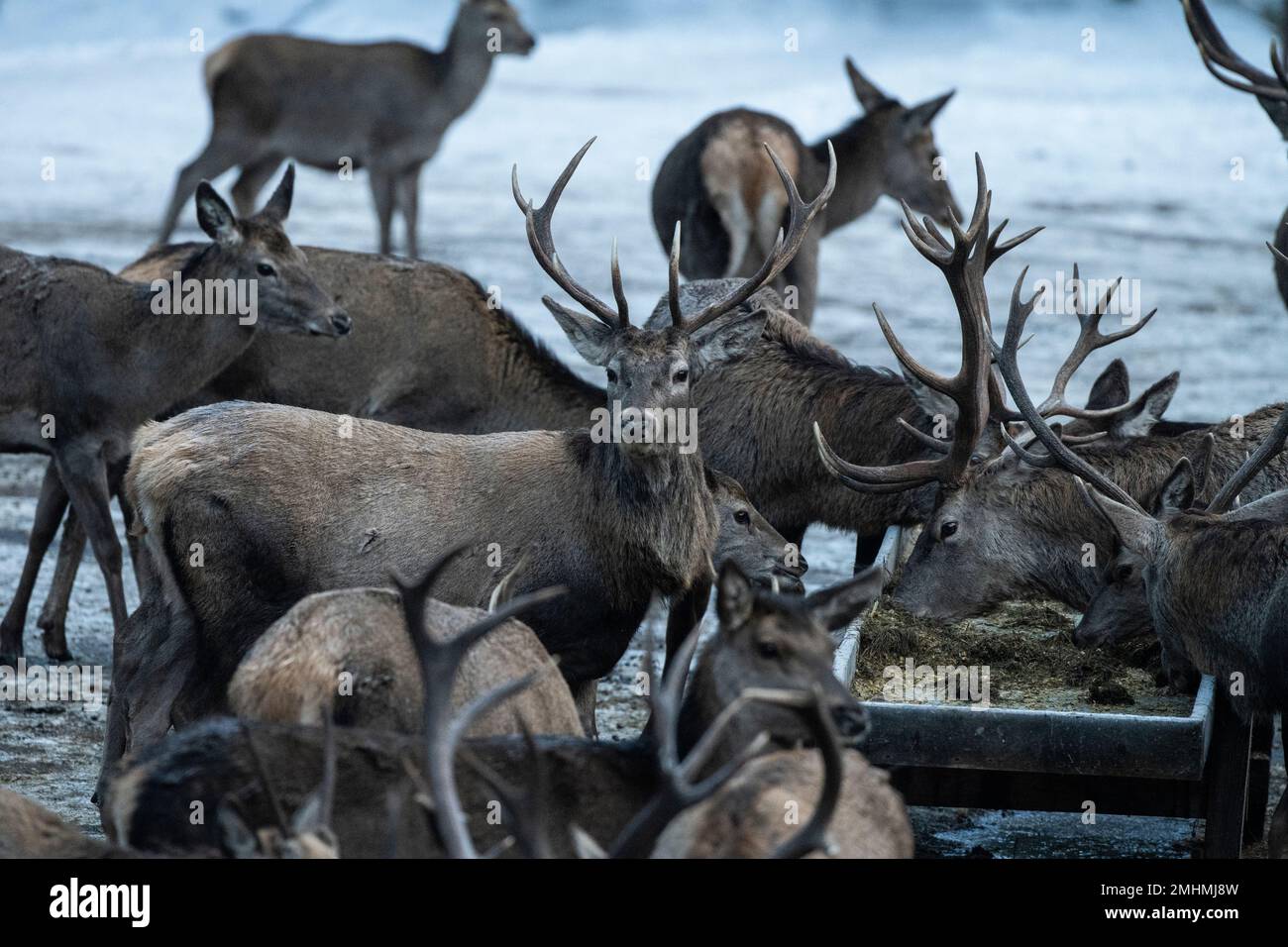 Deers feeding in Styria, Austria. Stock Photo