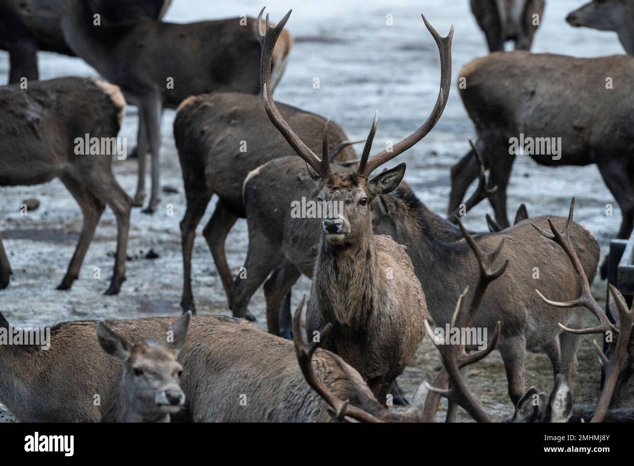 Deers feeding in Styria, Austria. Stock Photo