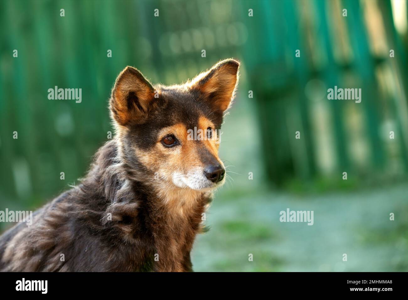 Portrait of a dog outdoors near a green wooden fence Stock Photo