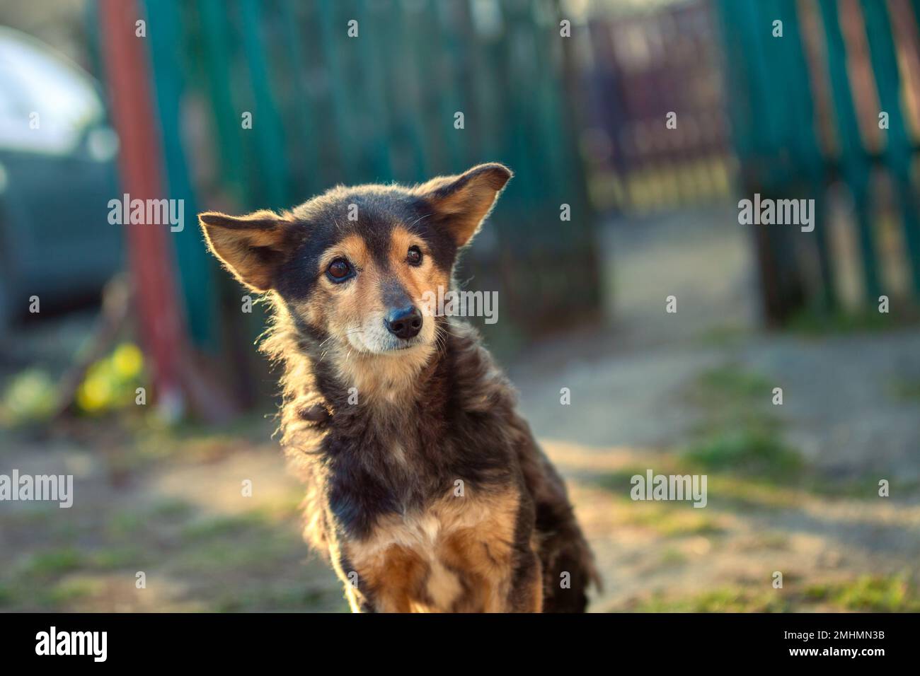 Portrait of a dog outdoors in summer Stock Photo