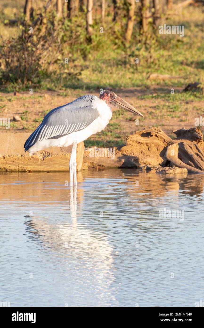 Marabou Stork (Leptoptilos crumeniferus), Kruger National Park, Limpopo, South Africa. The inflatable pink  throat pouch or sac is used for ventilatio Stock Photo