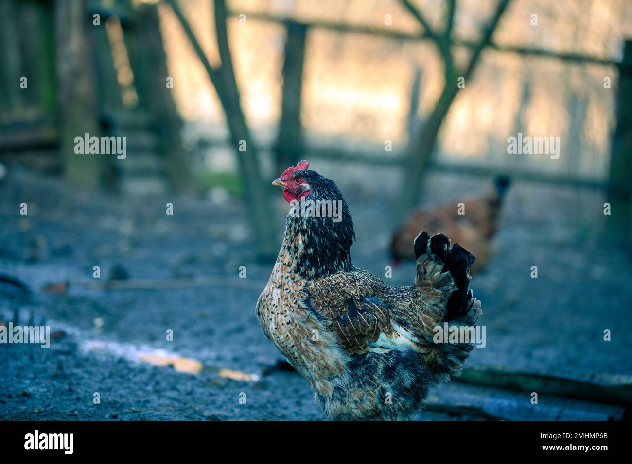 Chicken walking in the yard Stock Photo Alamy