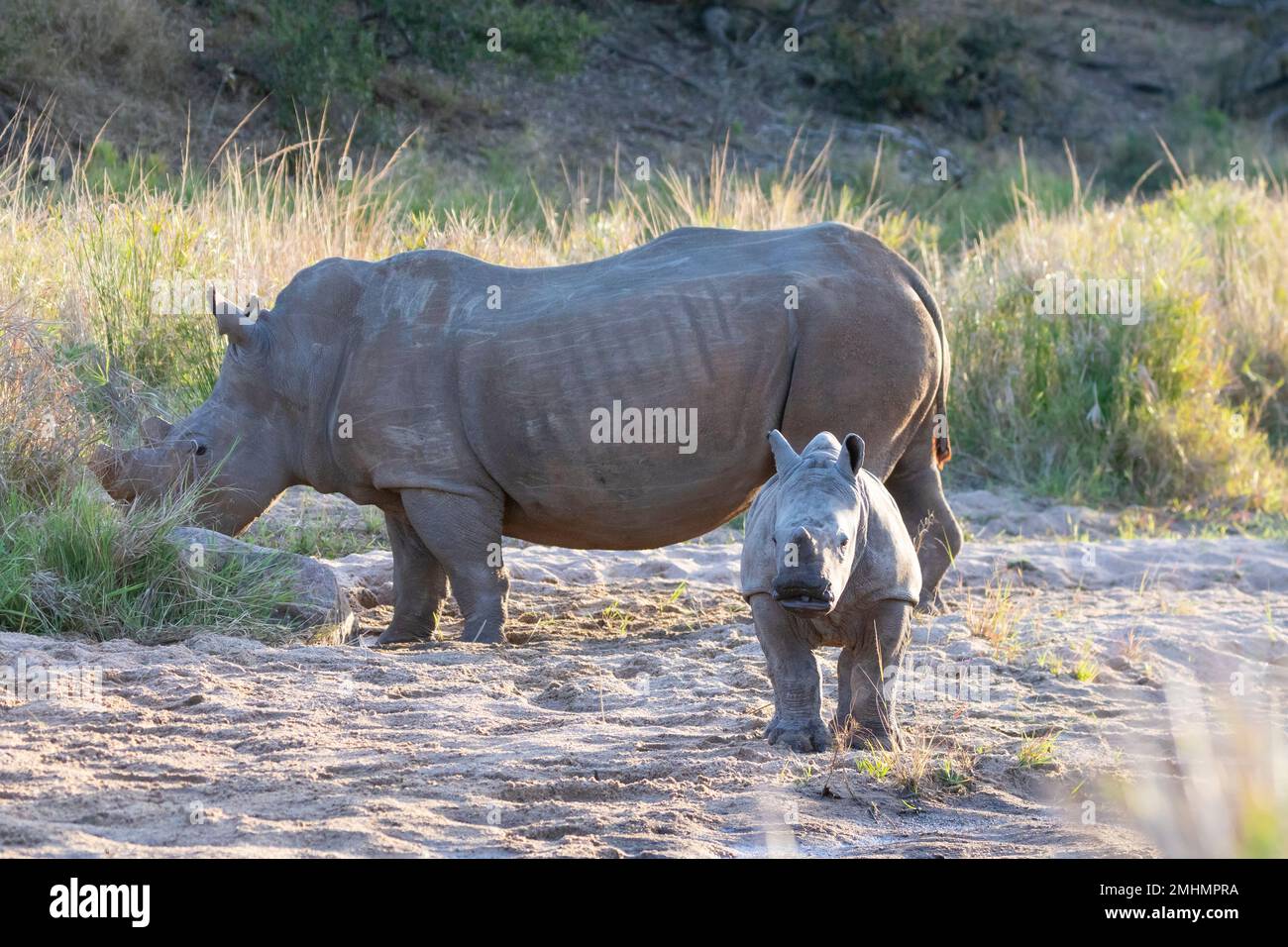White Rhinocerus or Square-lipped Rhinocerus (Ceratotherium simum) mother and calf Stock Photo