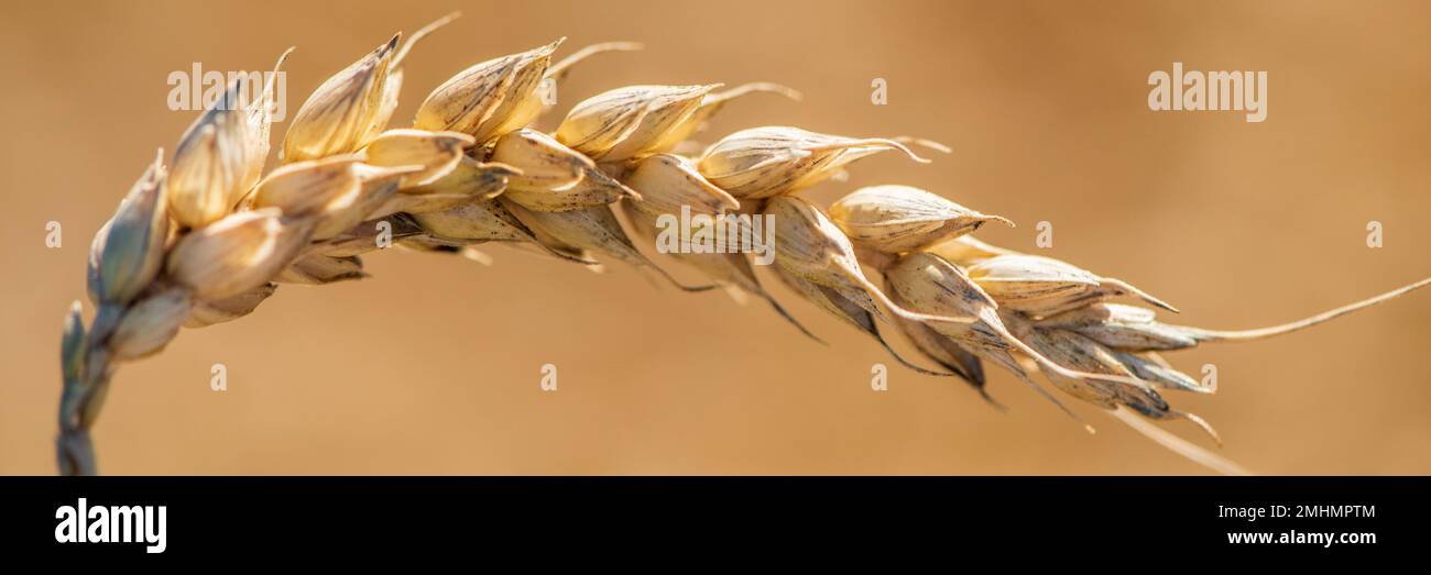 ear of corn on a cornfield Stock Photo